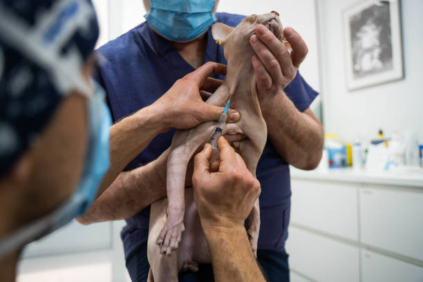 Sphynx Getting Check Up